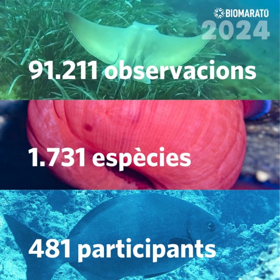 First-time detection of bearded fireworm and parrotfish on Catalonia’s coast, tropical species marking climate change