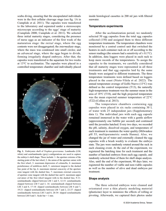 Rising temperatures shape marine life: Study reveals Shell deformities and lethal effects in Patagonian gastropods