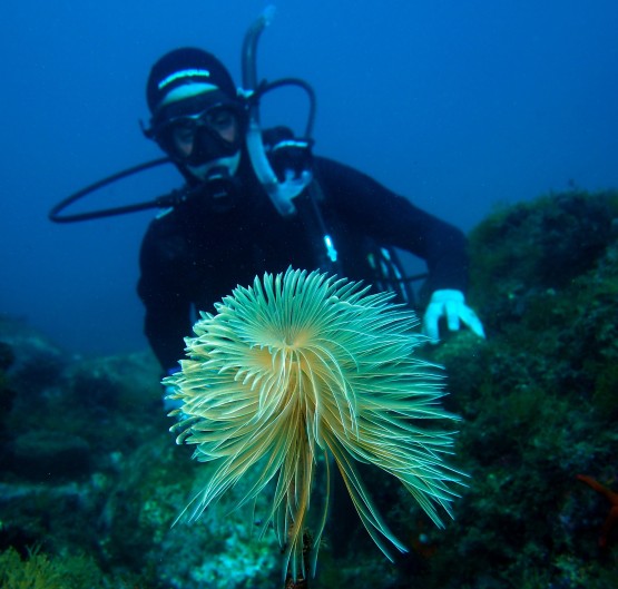 The ANERIS-Supported 2023 BioMarathon Collects over 60 000 Citizen Science Observations